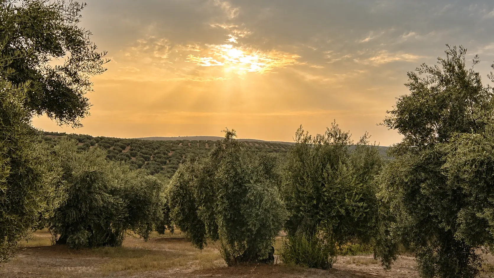 Olivar de Martos iluminado por el atardecer